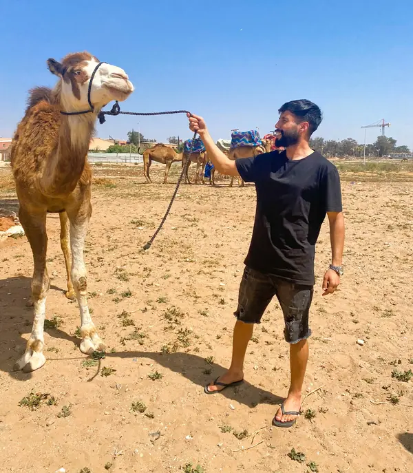 A camel on a lead rope on sandy ground, more camels resting behind